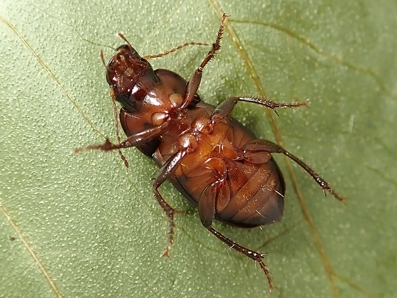 Carabidae: ancora un Harpalus:     Harpalus dimidiatus, femmina